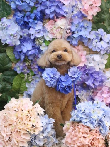 20250608ララちゃん